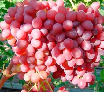 Winorośl Einset Seedless - Deserowa, bezpestkowa