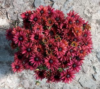 Rutbekia Flamenco® True Red 26