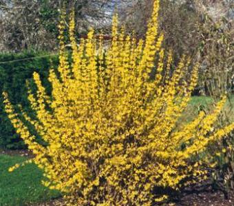 Forsycja pośrednia Spectabilis 26