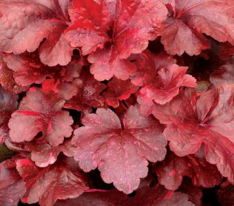 Żurawka Heuchera Galaxy 26