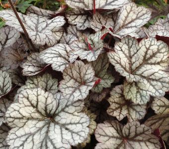 Żurawka Heuchera Glitter