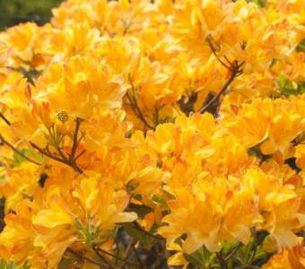 Azalia wielkokwiatowa Rhododendron Golden Lights 