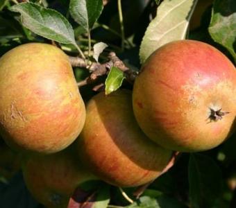 Jabłoń Koksa Pomarańczowa - STARA ODMIANA