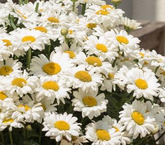 Margaretka Jastrun Sweet Daisy Jane