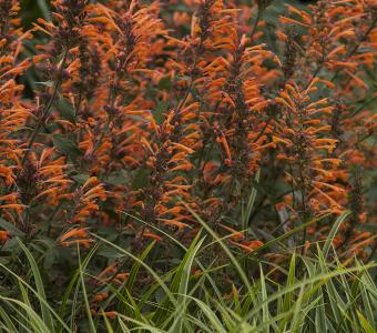 Kłosowiec anyżowy Agastache Kudos Mandarin