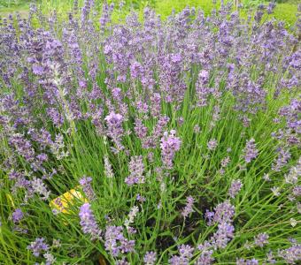 Lawenda Wąskolistna - Fioletowa - Lavandula angustifolia 