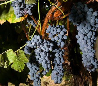 Winorośl Leon Millot - Przerobowa wczesna - Vitis 26