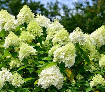 Hortensja bukietowa Hydragea Limelight 