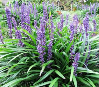 Liriope szafirkowata Moneymaker