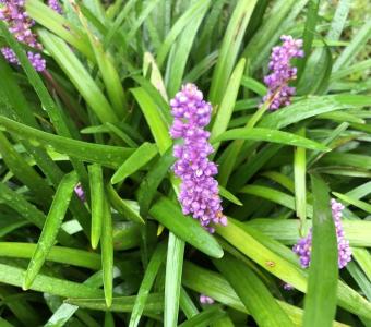 Liriope szafirkowata Big Blue 