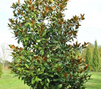 Magnolia zimozielona Gallisoniensis 26