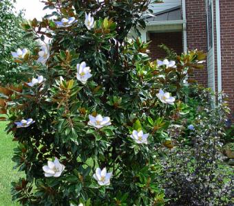 Magnolia zimozielona Little Gem 26