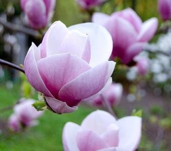 Magnolia pośrednia soulangeana 26