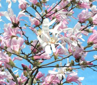 Magnolia gwieździsta Stellata Rosea 26