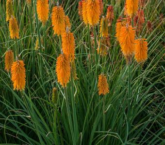 Trytoma groniasta Kniphofia Mango Popsicle 