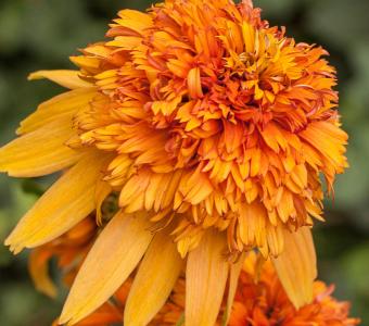 Jeżówka Echinacea Marmelade