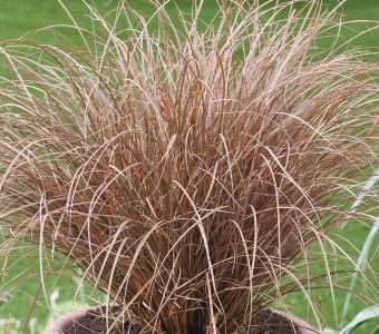 Turzyca Milk Chocolate® - Carex petriei
