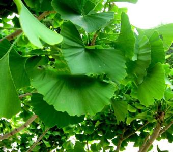 Miłorząb japoński Gingko biloba 26