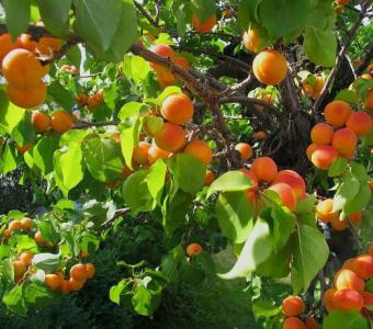 DUO Brzoskwinia Inka + Morela Early Orange 