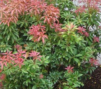 Pieris Mountain Fire 