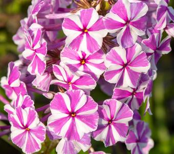 Floks plamisty Natasha -  Phlox maculata