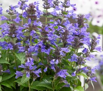 Kocimiętka Neptune -   Nepeta racemosa
