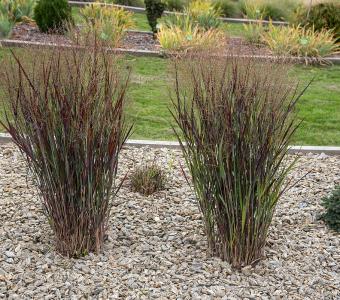 Proso rózgowate Nosferatu - Panicum virgatum 26