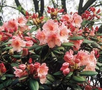 Rhododendron Virginia Richards 26