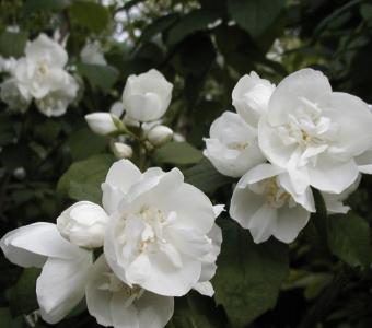 Jaśminowiec wonny Dame Blanche - Philadelphus