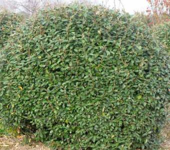 Oliwnik Ebbinga zimozielony -  Elaeagnus ebbingei