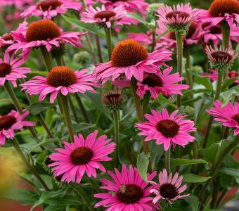 Jeżówka Pearl™ Dark Pink - Wysoka 26