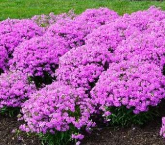 Floks Phlox hybrida 'Forever Pink'