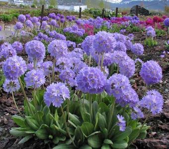Pierwiosnek ząbkowany Primula denticulata Blue selection