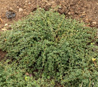 Macierzanka Thymus Pink Chintz