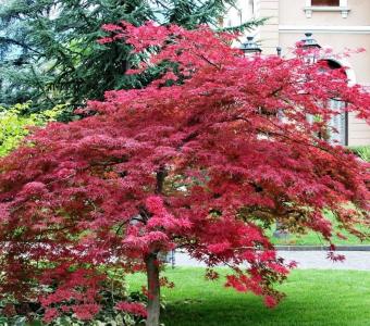 Klon palmowy ATROPURPUREUM 