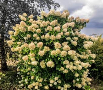 Hortensja bukietowa Phantom