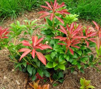 Pieris japoński Red Mill