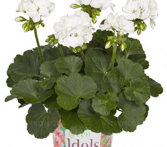 Pelargonia rabatowa 26