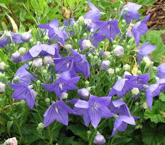 Rozwar Platycodon wielkokwiatowy Astra Blue