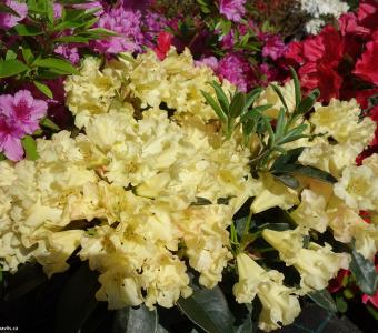 Rhododendron Różanecznik Saffrano 26