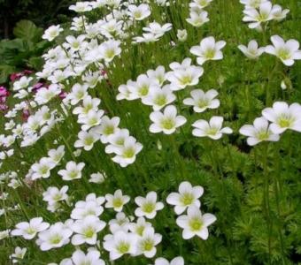 Skalnica Achneeteppich  Biała - Saxifraga arendsii 26