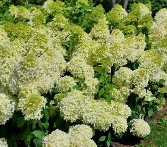 Hortensja bukietowa Hydragea Skyfall 26