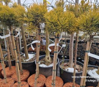Sosna górska Wintergold - Na pniu 70cm  26