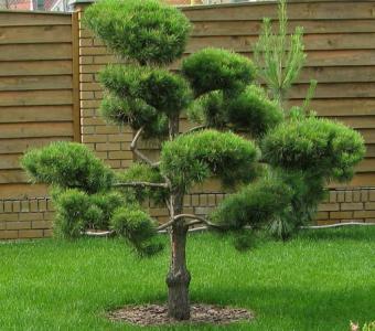 Sosna Czarna - Pinus nigra