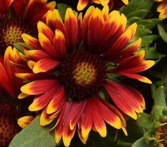 Gailardia Oścista Spin Top Orange  -  Gaillardia aristata 