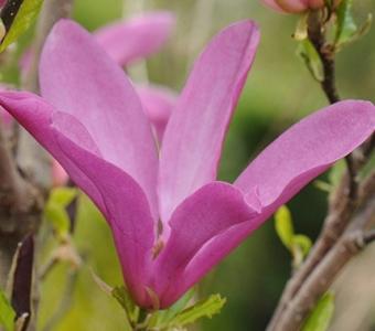 Magnolia Susan - Na pniu 26