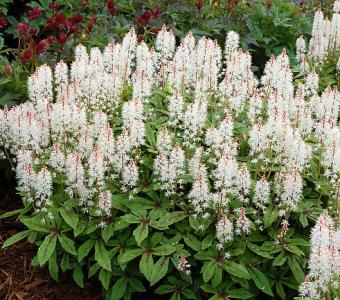 Tiarella Spring Symphony 26