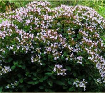 Lebiodka Oregano Rosenkuppel