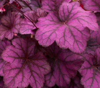Żurawka Heuchera Wild Rose