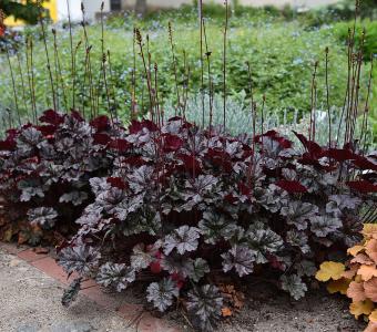 Żurawka Heuchera World Caffé™ Espresso 26